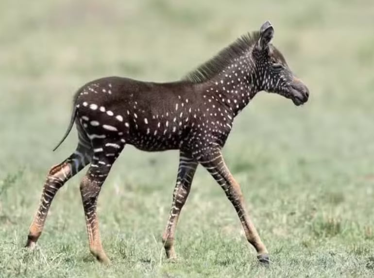 Uma zebra com bolinhas em vez de listras na pele causou muita curiosidade e viralizou recentemente na web. O animal foi visto na Reserva Nacional Maasai Mara, no Quênia, na África. O FLIPAR mostrou e relembra para quem não viu. 