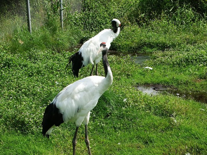 Por conta da ameaça de extinção, é preciso um cuidado especial durante o período de reprodução do grou-japonês.