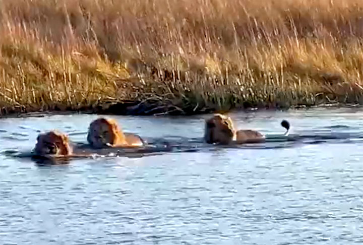 Os leões atravessavam um rio quando o hipopótamo, ao vê-los, avançou em velocidade , pela água, até alcançá-los para um ataque feroz. 