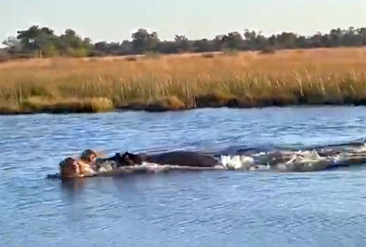 O vídeo foi publicado pelo jornalista americano Yashar Ali, colaborador da revista New York Magazine e do portal The Huffington post, e foi visto por mais de 10 milhões de internautas.