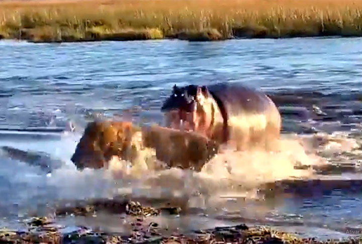 Um leão acabou se desvencilhando e chegando à beira do rio. Mas o terceiro ficou em maus lençóis, numa luta desesperada até conseguir se livrar da fera que tentava matá-lo.   