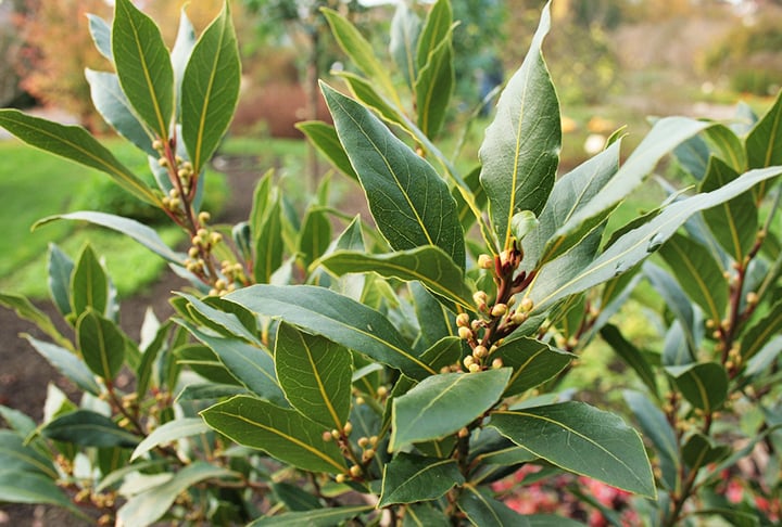 Louro - Possui compostos como eugenol, que têm propriedades aromáticas repelentes para as abelhas. Seu cheiro intenso pode ser incômodo e interferir na comunicação entre elas. Também pode bloquear sinais químicos essenciais para suas interações.
Quem plantar louro não precisa regar muitas vezes. É uma espécie habituada a pouca umidade. 