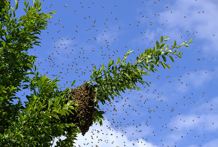 Ataques de abelhas têm sido comuns em diversas partes do Brasil. E as colmeias se formam, principalmente, em árvores, assustando quem mora nas proximidades. 