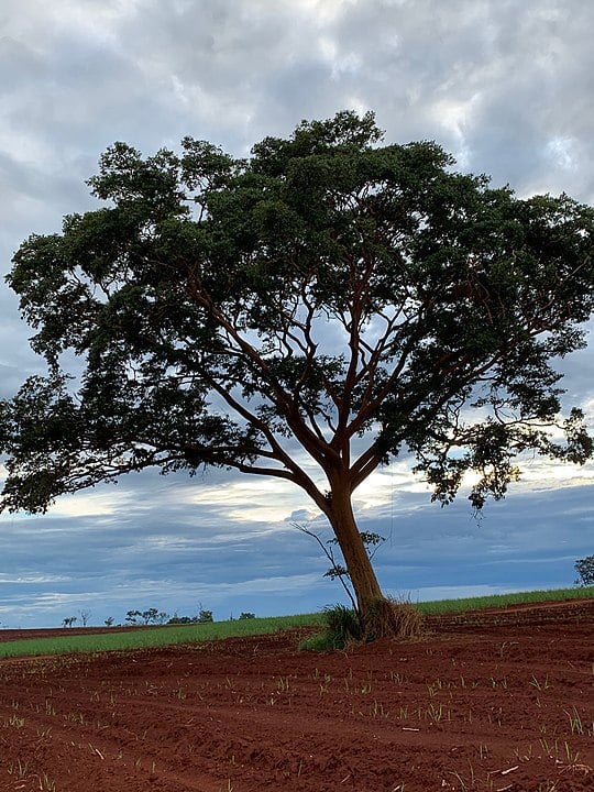 Garapeira - Árvore da Amazônia, da Caatinga e do Cerrado. Também chamada de Barajuba, Jataí e Gema-de-Ovo. 