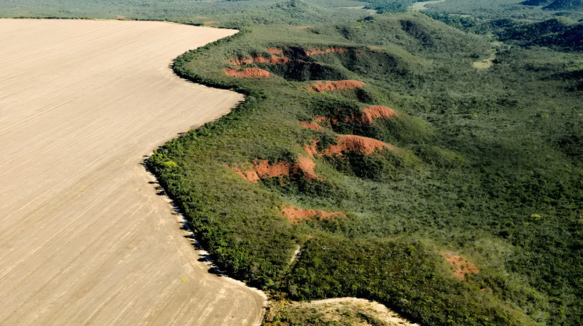 Cerrado é um dos maiores biomas brasileiros, superado apenas pela Floresta Amazônica