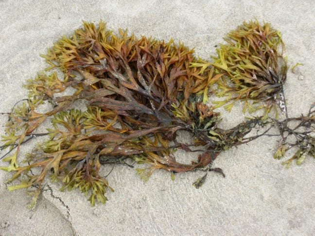 Por muitos anos, cientistas pensaram que uma pequena alga encontrada no Mar Báltico, no norte da Europa, era da espécie Fucus radicans.