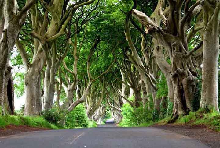 O corredor natural foi idealizado no século 18 por uma família de Gracehill House, que realizou o plantio das arvores. Localizada em Ballymoney, na região de Armoy, The Dark Hedges ganhou destaque na série, passando a ser chamada de Kings Road (Estrada dos Reis) pelos fãs. 