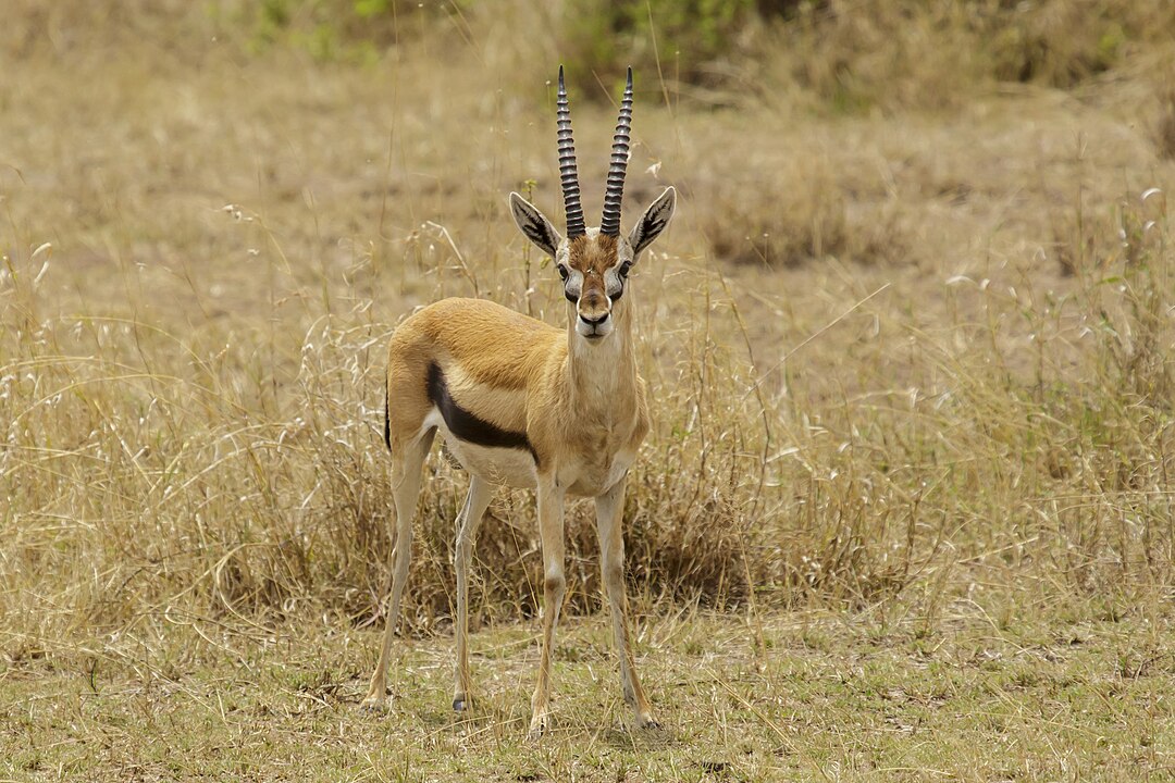 Gazela-de-thomson- Pequena e ágil, atinge cerca de 80 km/h, aproveitando seu pequeno porte(pesa 25 kg e mede 60 cm), para fazer curvas eficientes e escapar de predadores como o guepardo.