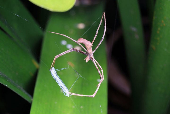 Aranhas: Algumas espécies fêmeas podem cantar para atrair parceiros, emitindo sons vibratórios. As aranhas são Invertebrados com oito patas. Habitam quase todos os ambientes. Vivem de 1 a 20 anos, dependendo da espécie.
