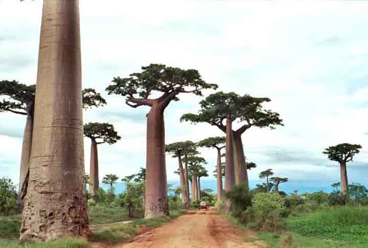 Baobá- Famosa como um dos cartões postais de  Madagascar - paraíso natural africano, no Oceano Índico - é considerada patrimônio nacional. Há 9 espécies pelo mundo. Impressiona por seus troncos enormes e decorativos, em que as folhas só nascem no topo, criando um aspecto único na paisagem.