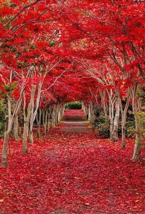 Maple Túnel- Localizado no Oregon- Estados Unidos, além de possuir estética encantadora, destoa pela presença dos bordos, que é símbolos não apenas do Oregon, mas também do Canadá e de muitas outras regiões.
