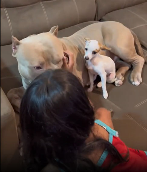 Paçoca chega a latir e mostrar os dentes para a tutora, evidenciando sua contrariedade na relação entre ela e o pacífico pitbull.