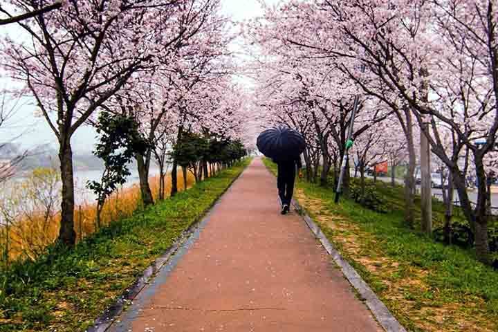 Suas flores, conhecidas como sakura, desabrocham por um curto período de tempo, geralmente entre março e abril, criando uma paisagem de tons rosados que atrai milhões de pessoas para contemplação. Vamos aqui conhecer um pouco mais sobre elas, que tal?