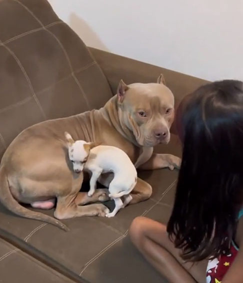 De uma maneira geral, a cena foi recebida com ternura e entusiasmo pelos internautas, que logo perceberam a fofura e o cuidado de Paçoca com seu irmão pitbull.