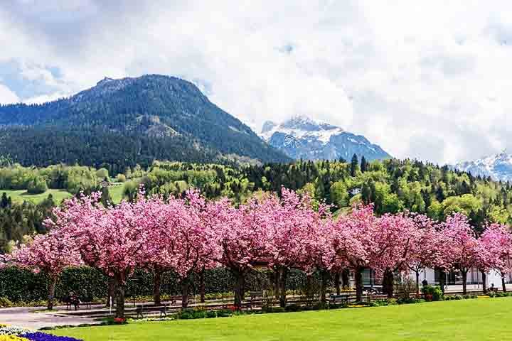Antes disso, a prática de contemplação floral estava voltada para as ameixeiras, que eram de origem chinesa. Com o tempo, as sakura passaram a representar a efemeridade da vida, um conceito profundamente enraizado no budismo e na filosofia japonesa.