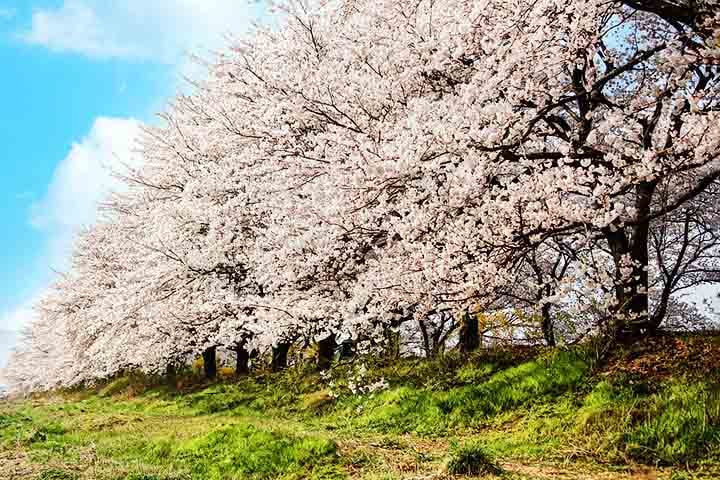 A prática do hanami, que significa observar as flores, é uma tradição milenar que envolve reuniões ao ar livre para admirar as cerejeiras em plena floração. 