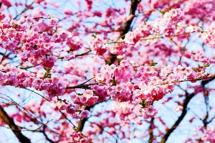 Locais famosos para o hanami incluem o Ueno Park e o Shinjuku Gyoen, ambos em Tóquio, que possuem milhares de árvores e proporcionam um espetáculo natural incomparável.