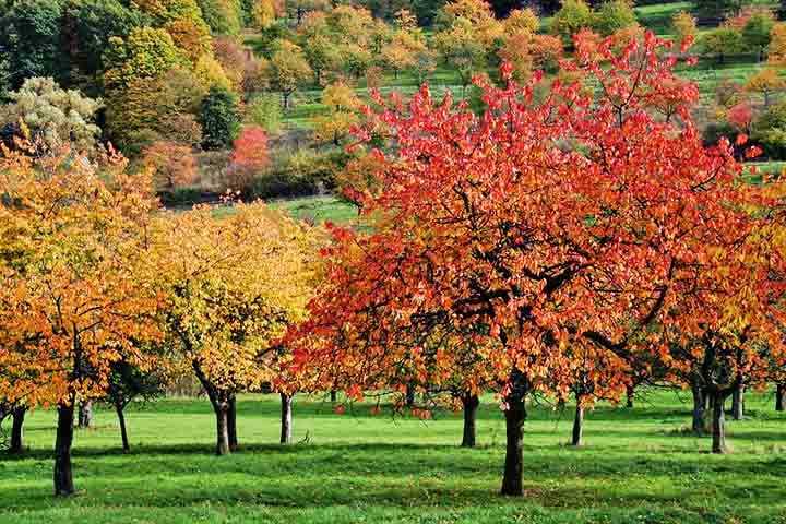 Outras espécies, como a Shidarezakura, com galhos pendentes, e a Ukon, com flores amareladas, oferecem ainda mais diversidade à paisagem primaveril. 