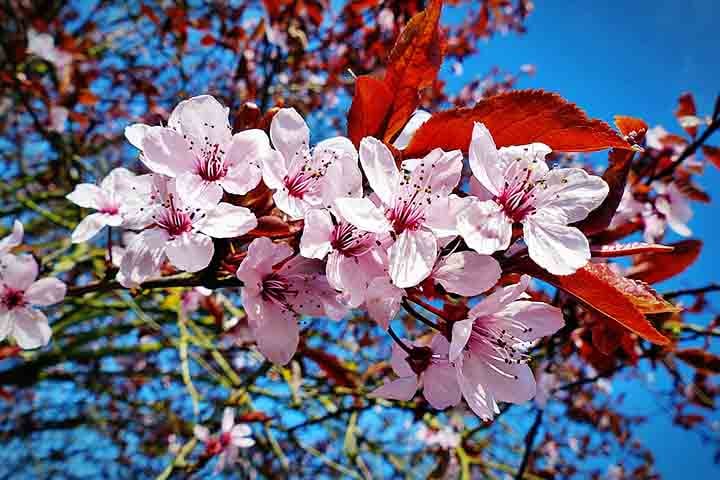 Ingram foi um botânico inglês que preservou espécies ameaçadas de extinção e ajudou a reintroduzi-las no Japão após a guerra.