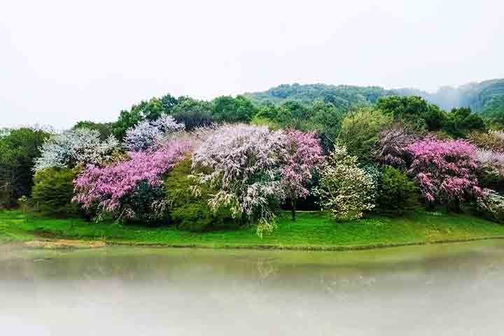 As cerejeiras apresentam diversas variedades, cada uma com suas características únicas. Entre as mais conhecidas estão a Somei Yoshino, que possui pétalas em tons de rosa claro e é a mais comum no Japão, e a Yamazakura, que cresce em regiões montanhosas. 