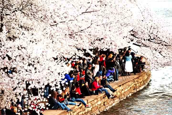 O período também impulsiona o setor de viagens, com hotéis e companhias aéreas oferecendo pacotes especiais para quem deseja testemunhar esse fenômeno natural. 
