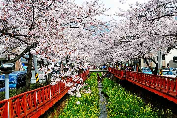 Realizado em Jinhae, o maior festival de cerejeiras da Coreia do Sul exibe milhões de flores desabrochando em ruas, parques e ao longo do famoso canal Yeojwacheon. A cidade, conhecida por sua base naval, se enche de visitantes que vêm apreciar a paisagem mágica.