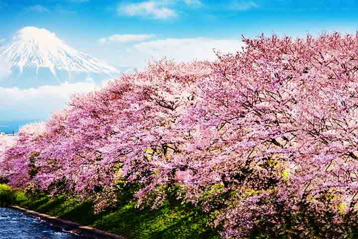 Além da sua importância cultural, as cerejeiras também desempenham um papel ecológico. Suas flores fornecem néctar para abelhas e outros polinizadores, e suas folhas servem de abrigo para diversas espécies de insetos e pássaros. 
