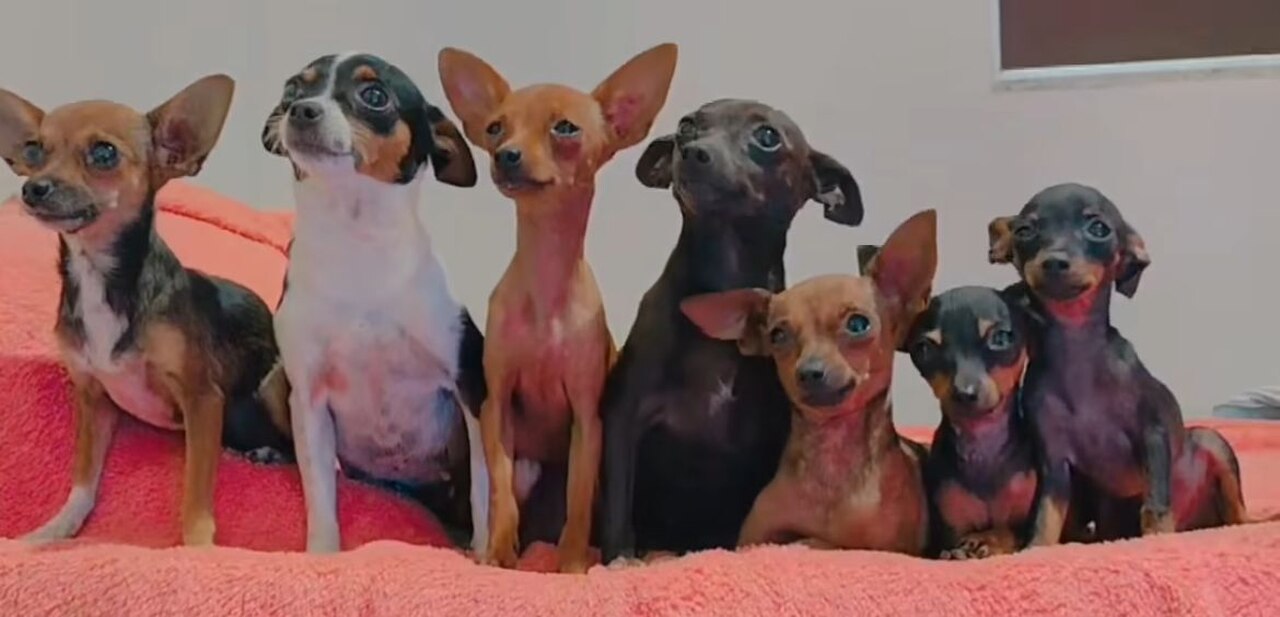 Os pinschers, como Paçoca, são conhecidos por serem cães de guarda corajosos, alertas e protetores. Eles possuem uma personalidade leal e podem se manifestar como um comportamento ciumento em relação a outros animais.