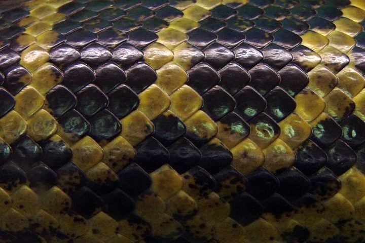 A perda de habitat e a caça ilegal são algumas das ameaças que essas serpentes enfrentam, especialmente devido à pele valiosa e à caça por medo ou para proteção de animais domésticos.