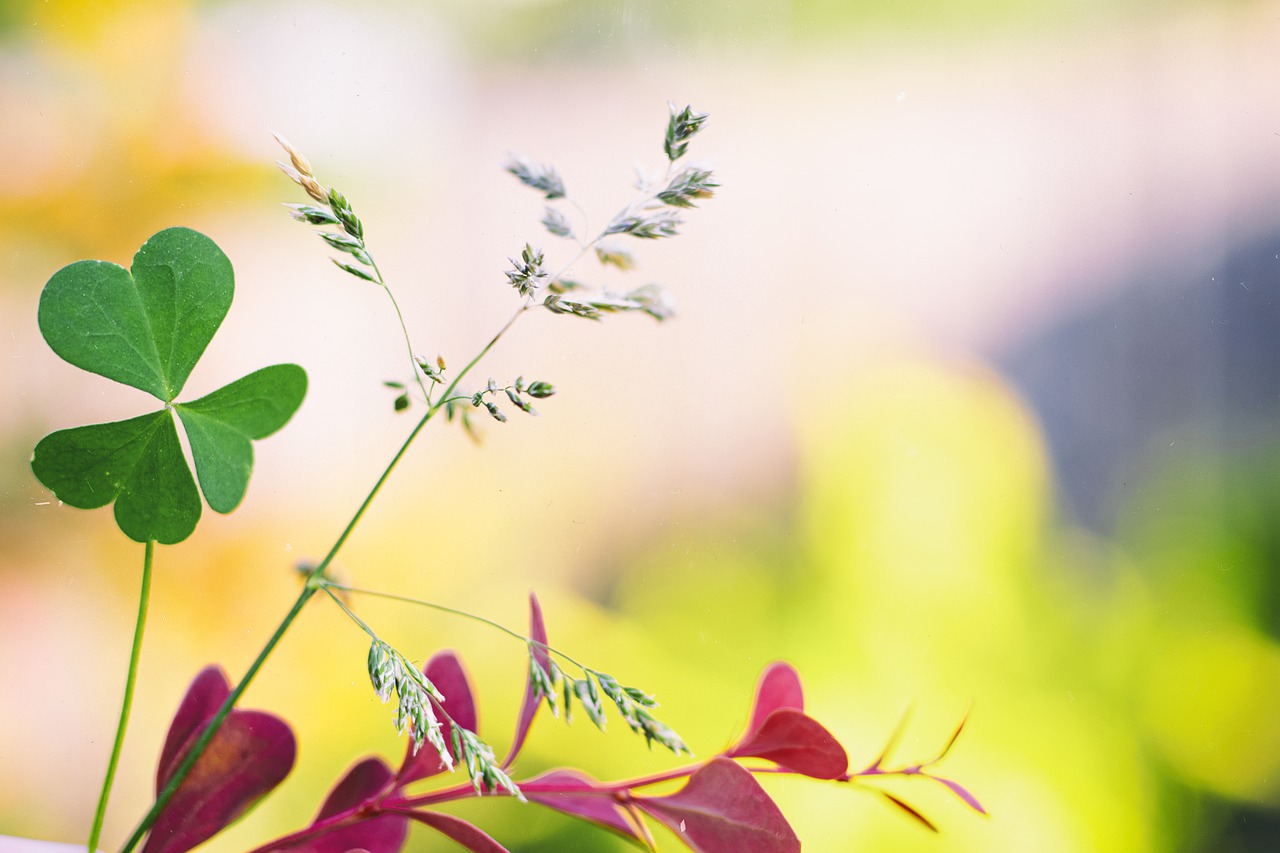  Daí o trevo ser até hoje o símbolo desse santo. A folha é incluída nos rituais e nas festas. 