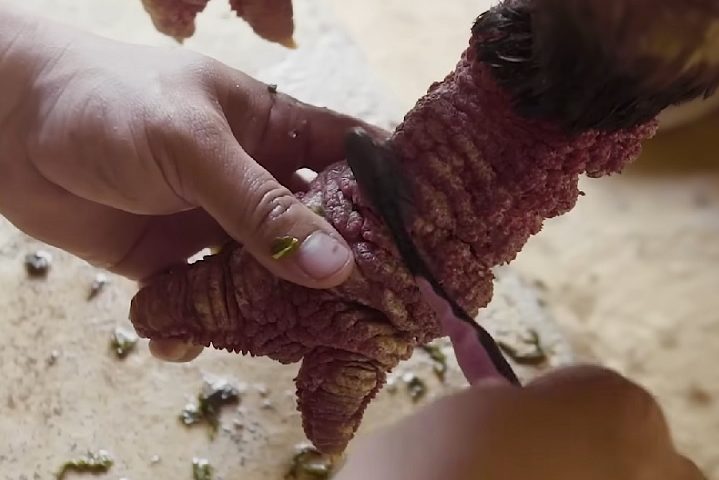 Além disso, as galinhas Dragão não são boas incubadoras, pois suas patas grandes podem facilmente quebrar os ovos.