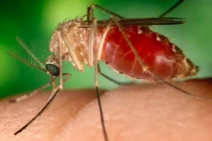 Em 25/07/2024, o Ministério da Saúde anunciou as primeiras duas mortes causadas pela febre oropouche no Brasil.