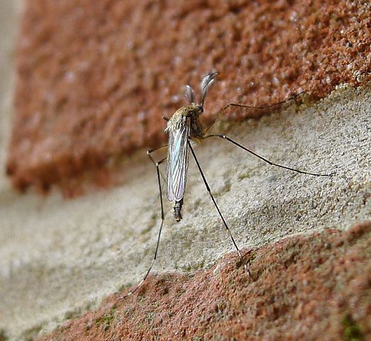 Causada pelo vírus oropoucheense, a febre oroupuche é transmitida principalmente pelo mosquito-pólvora, embora outros mosquitos também possam transmitir o vírus.