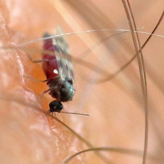 Esses números representam um aumento de 766,6% em relação ao acumulado de todo o ano de 2023, quando foram 835 casos em território nacional.