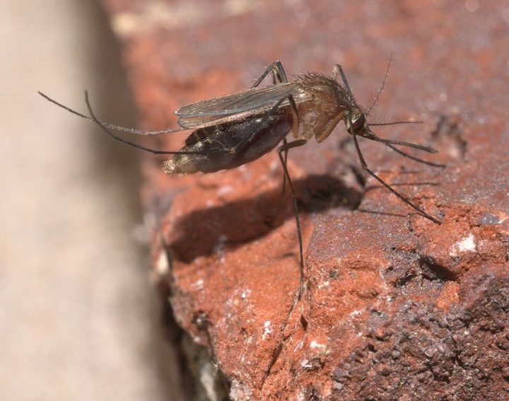 Em regiões urbanas, o vírus é menos comum, mas ainda assim pode ser transmitido pelo mosquito Culex quinquefasciatus.