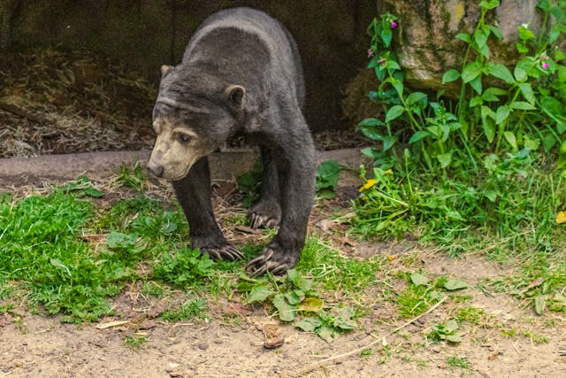 Jaguares podem caçar filhotes, mas adultos não têm predadores naturais. Gestação de 6 a 7 meses, com 1 a 2 filhotes. Vivem 20 anos.
