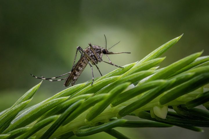 Em áreas silvestres, por exemplo, a transmissão pode ser feita pelos mosquitos Coquilletti diavenezuelensis e o Aedes serratus. 