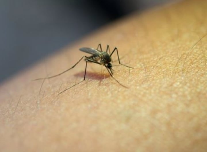 Na ocasião, ele foi identificado em uma amostra de um bicho-preguiça. Até meados de 2024 vinham sendo registrados apenas casos isolados na região amazônica.