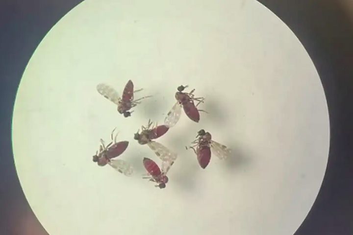 O vírus oropouche foi detectado no Brasil pela primeira vez durante a construção da rodovia Belém-Brasília, em 1960.