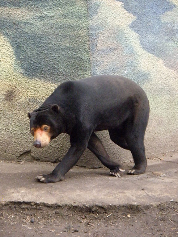 Urso-malaio (Helarctos malayanus)
Habitat e características físicas – Vive no Sudeste Asiático, em florestas tropicais da Malásia e Indonésia. Pequeno, mede 1,5 metros e pesa 65 kg, com mancha dourada no peito.