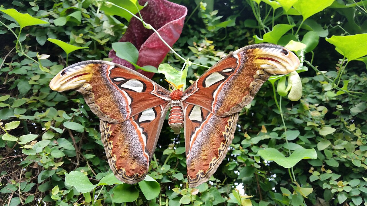 A mariposa Atlas é uma das maiores do mundo, com até 30 cm de envergadura. Vive em florestas tropicais do Sudeste Asiático. Seu ciclo de vida dura de 1 a 2 meses