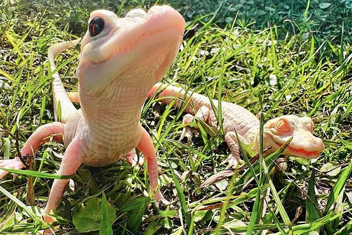 Em dezembro de 2023, o Parque de Répteis de Gatorland, em Orlando, na Flórida, registrou o nascimento de um jacaré branco fêmea leucístico. Ele tornou-se o terceiro jacaré desse tipo no parque. 
