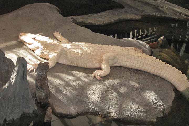 Diferentemente de jacarés albinos, que têm olhos vermelhos ou rosados, os leucísticos têm olhos claros, geralmente azuis, podendo ser acinzentados. Sua pele sensível à luz solar e exposição prolongada pode causar queimaduras.