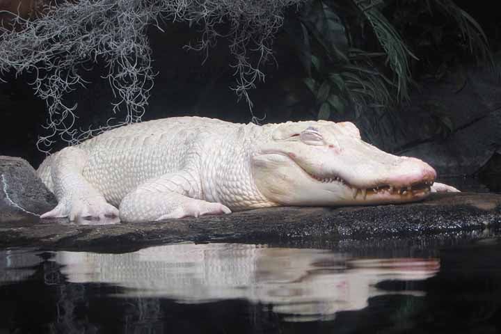 Jjacarés leucísticos machos como Thibodaux chegam a 3,4 metros na idade adulta. A sua expectativa de vida, em ambiente protegido, é a mesma de um jacaré comum, chegando à faixa de 65 a 80 anos. 

