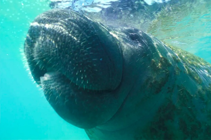 Um exemplo é o trabalho da Associação Peixe-Boi, em Porto de Pedras (AL), formada por ribeirinhos e pescadores, que promove o turismo de observação e a educação ambiental.