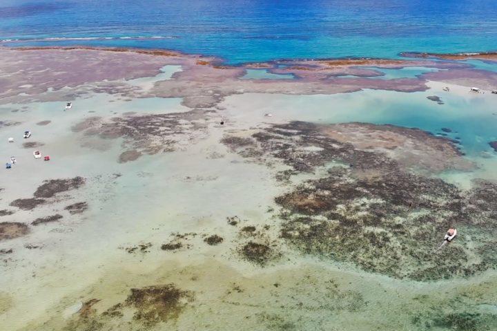 De acordo com especialistas, a recuperação só é possível se a temperatura da água diminuir e houver colaboração do poder público e da população.