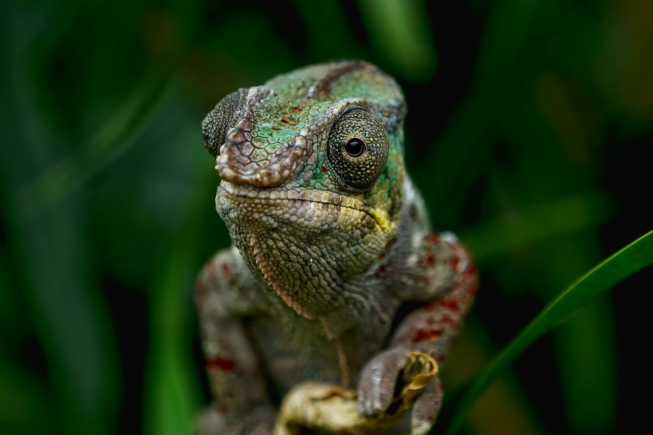 Na Amazônia e na Região Nordeste do Brasil, o lagarto conhecido como iguana (Iguana iguana) é por vezes chamado de camaleão, embora pertença a uma família diferente (família Iguanidae).