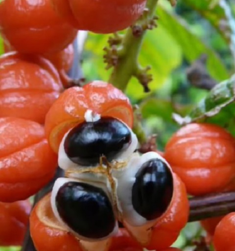 Originário da região amazônica, o guaraná é uma planta que tem se adaptado e se espalhado por outras regiões do Brasil, especialmente na Bahia e no Amazonas, mas também em países vizinhos como Venezuela, Colômbia e Peru.