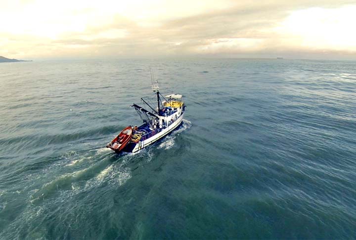 No Mediterrâneo, muitos pescadores enfrentam dificuldades com a necessidade de navegar mais longe para capturar atuns, devido à alteração das rotas migratórias.