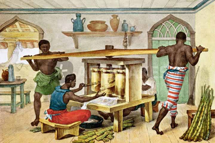 O cultivo da Cana-de-açúcar foi a principal atividade econômica do Brasil Colônia, definindo a economia e a política do país. Ele também acompanhou o processo de colonização da América portuguesa.